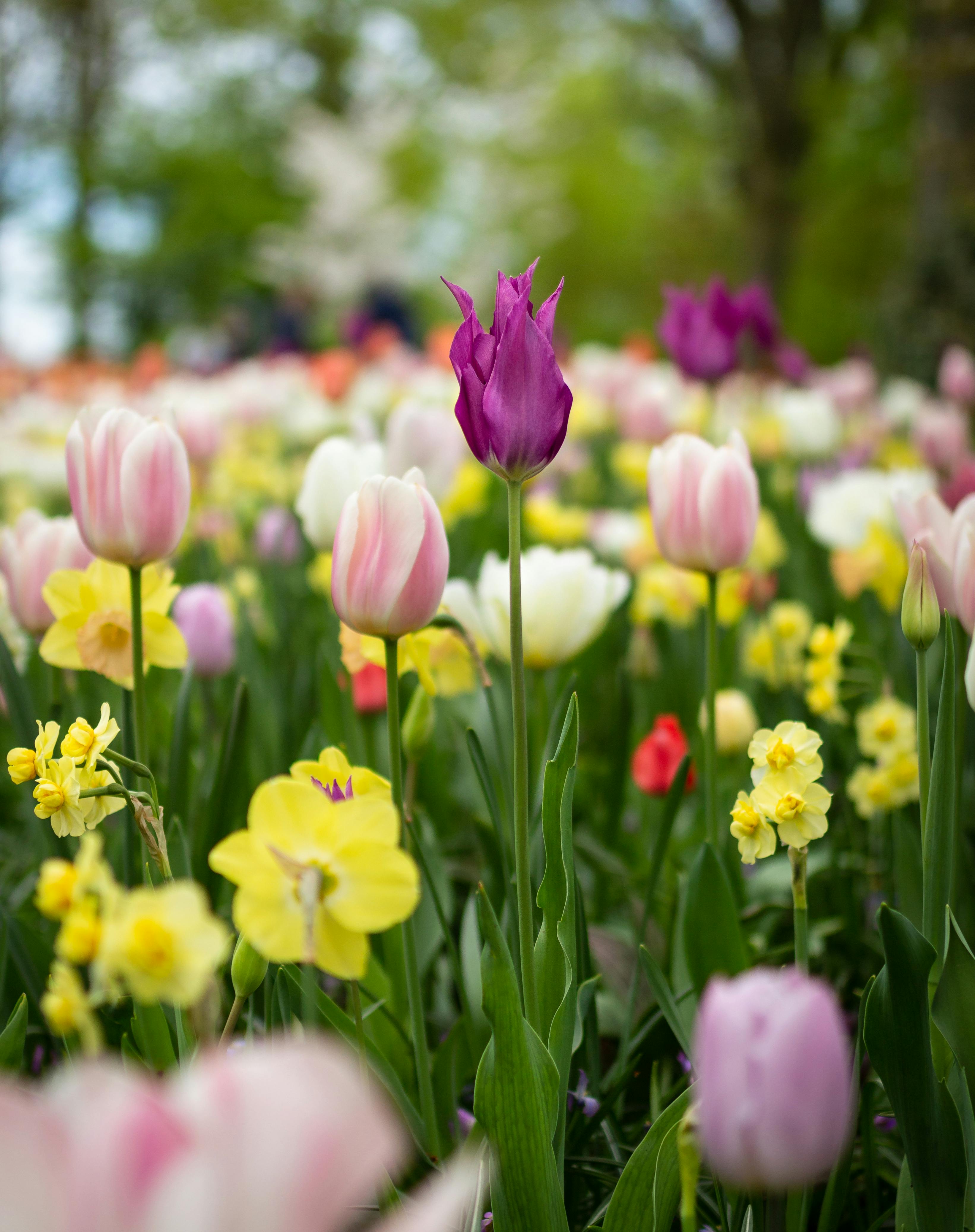 Springtime Self-Care: Uplift Your Mood with Rituals for Greater Well-Being