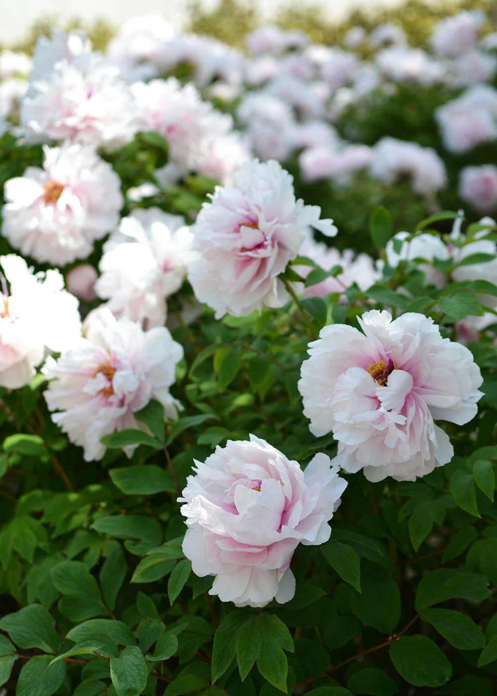 peonies - 6 french flower remedies that will transform your skin
