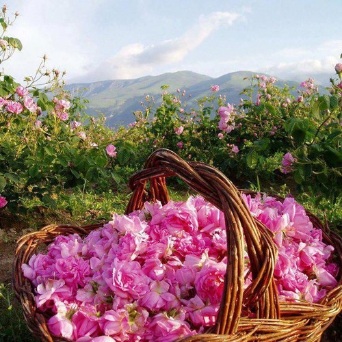 La Vie En Rose: The Incredible Story of the Rose de Mai de Grasse