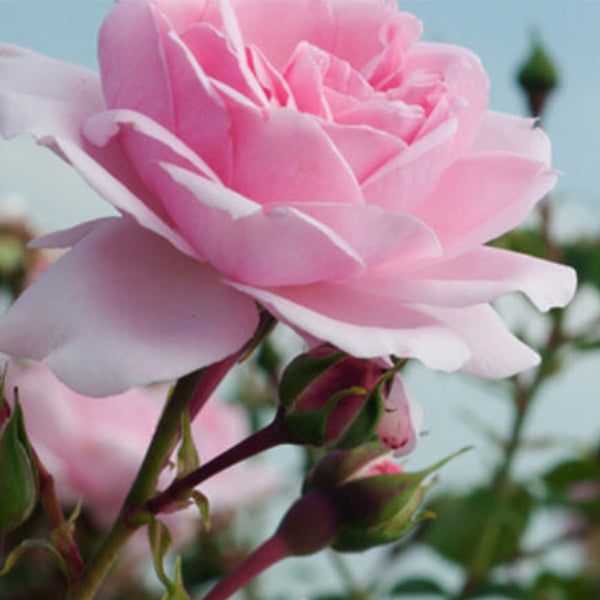 bright pink rose