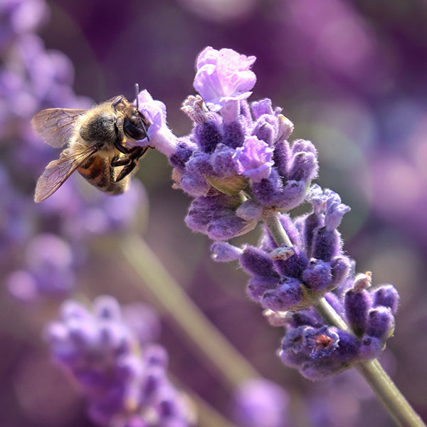 bee on lavender