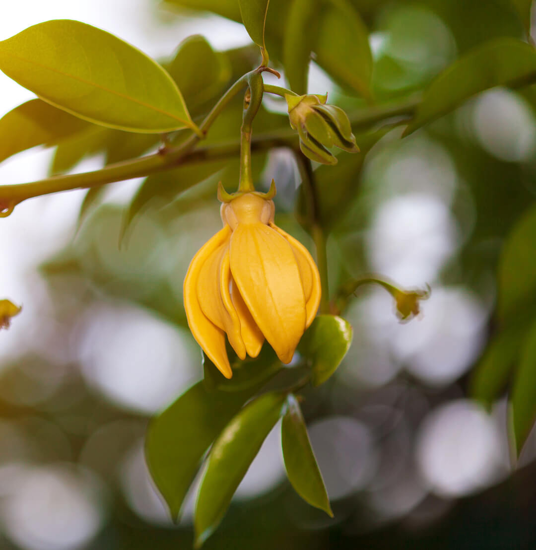close-up of a ylang-ylang flower